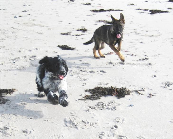 Cocker spaniel Moetly R.I.P billede 8