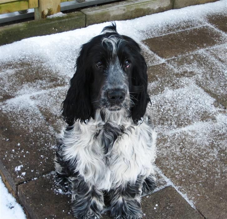 Cocker spaniel Moetly R.I.P billede 10