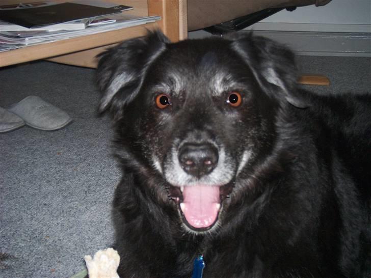 Border collie Turbo billede 1