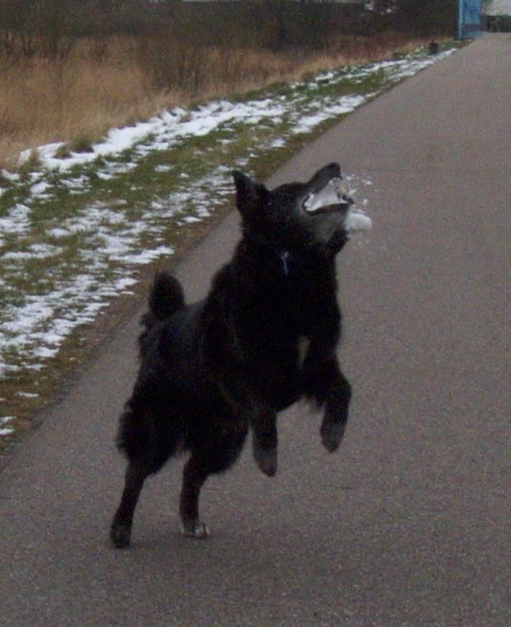 Border collie Turbo billede 2
