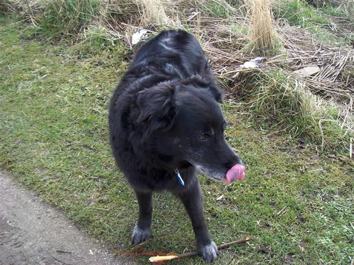 Border collie Turbo billede 3