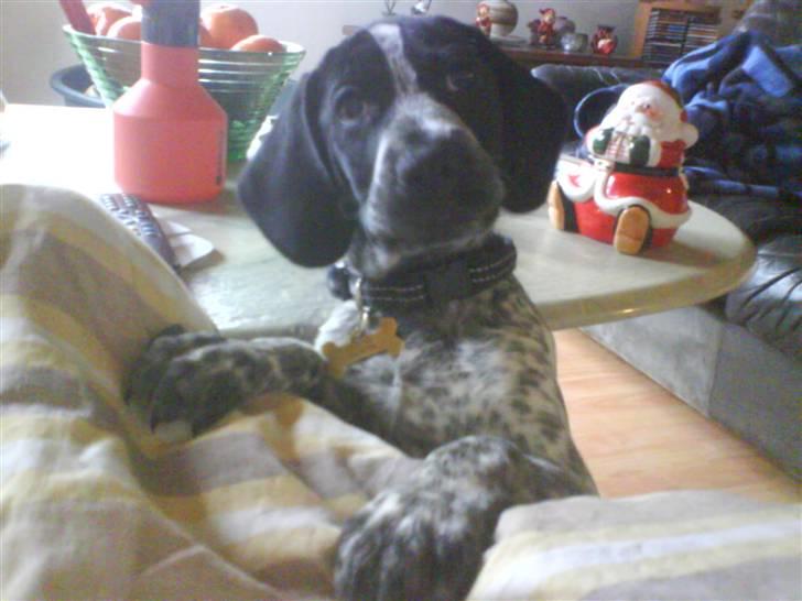 Blanding af racer Oskar - Mon hun gider hjælpe mig op. jeg er jo kun 9 uger billede 1