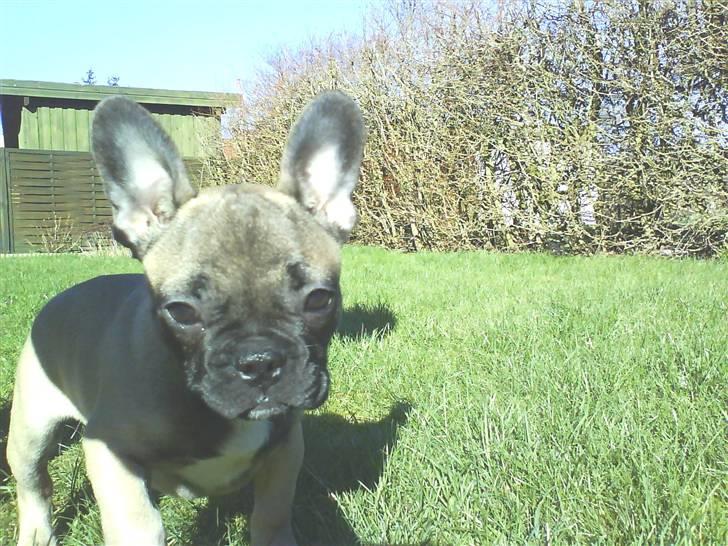 Fransk bulldog Lukas billede 1