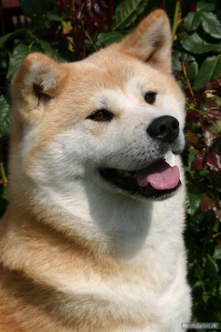 Akita inu Tattoi billede 1
