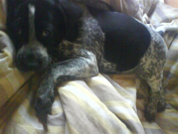 Blanding af racer Oskar - 8 uger gammel. han savner vist sin mor billede 2