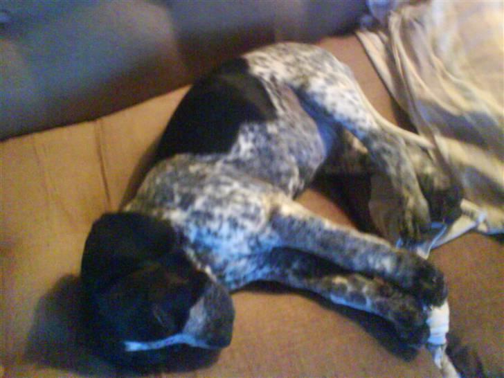 Blanding af racer Oskar - Herligt med en lur billede 3