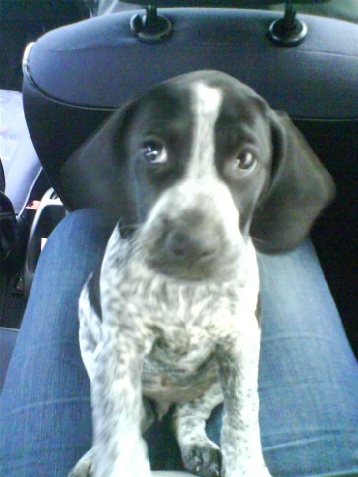 Blanding af racer Oskar - 8 uger. på vej til mit nye hjem.  billede 4