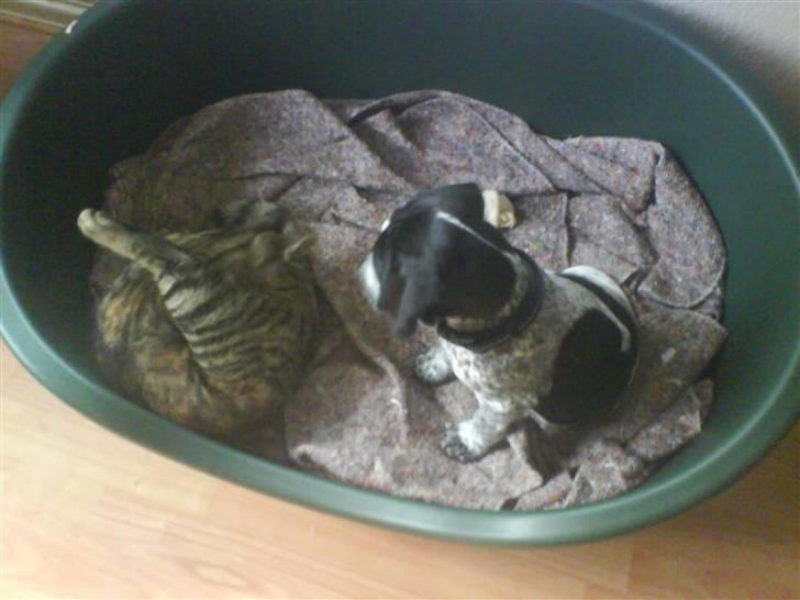 Blanding af racer Oskar - Det var da en underlig skabning i min kurv. 8 uger  billede 5