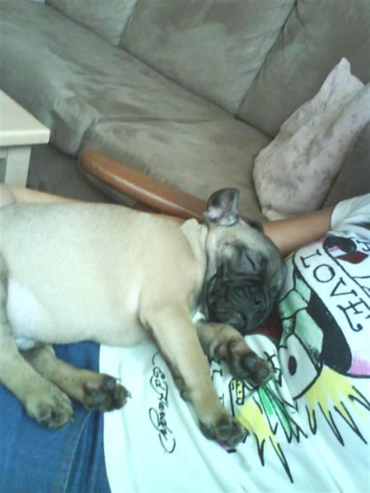 Fransk bulldog Lukas billede 3