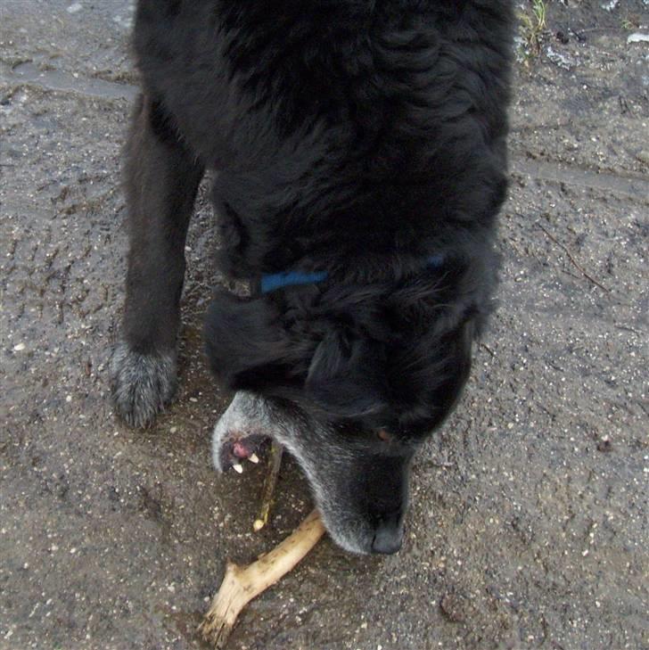 Border collie Turbo billede 4
