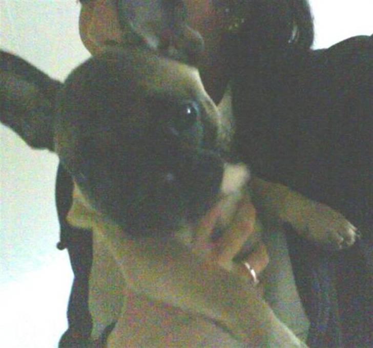 Fransk bulldog Lukas billede 4