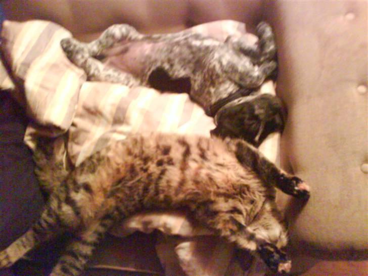 Blanding af racer Oskar - pyh man blir træt af al den leg billede 6