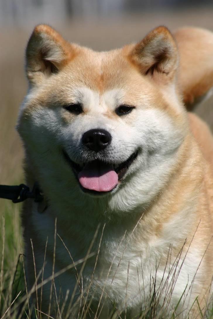 Akita inu Tattoi billede 2