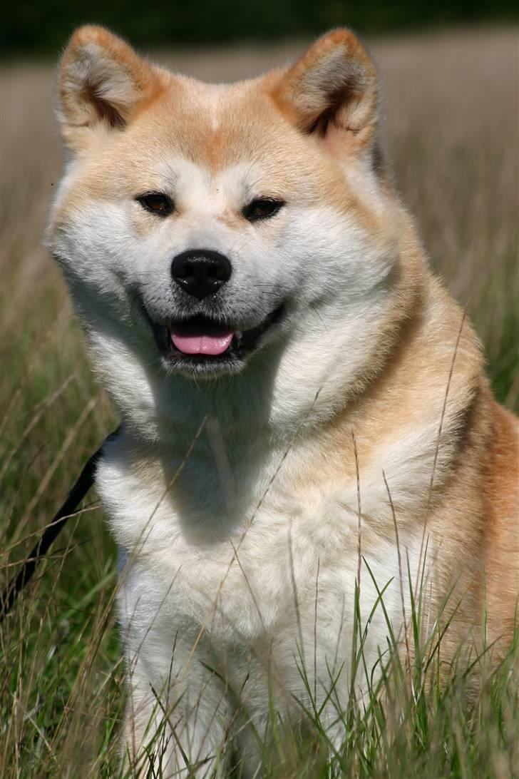 Akita inu Tattoi billede 3