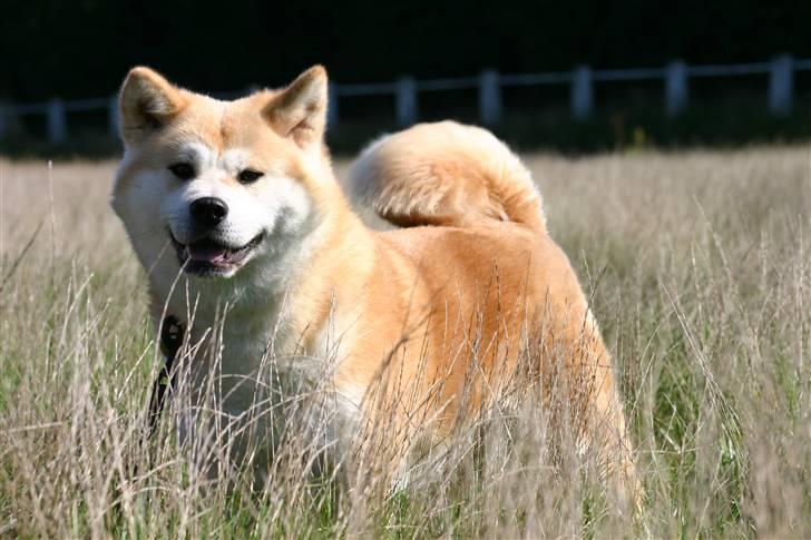 Akita inu Tattoi billede 4