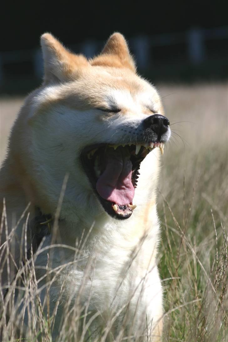 Akita inu Tattoi billede 5