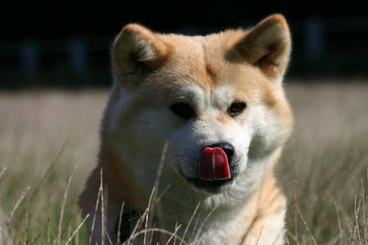Akita inu Tattoi billede 6