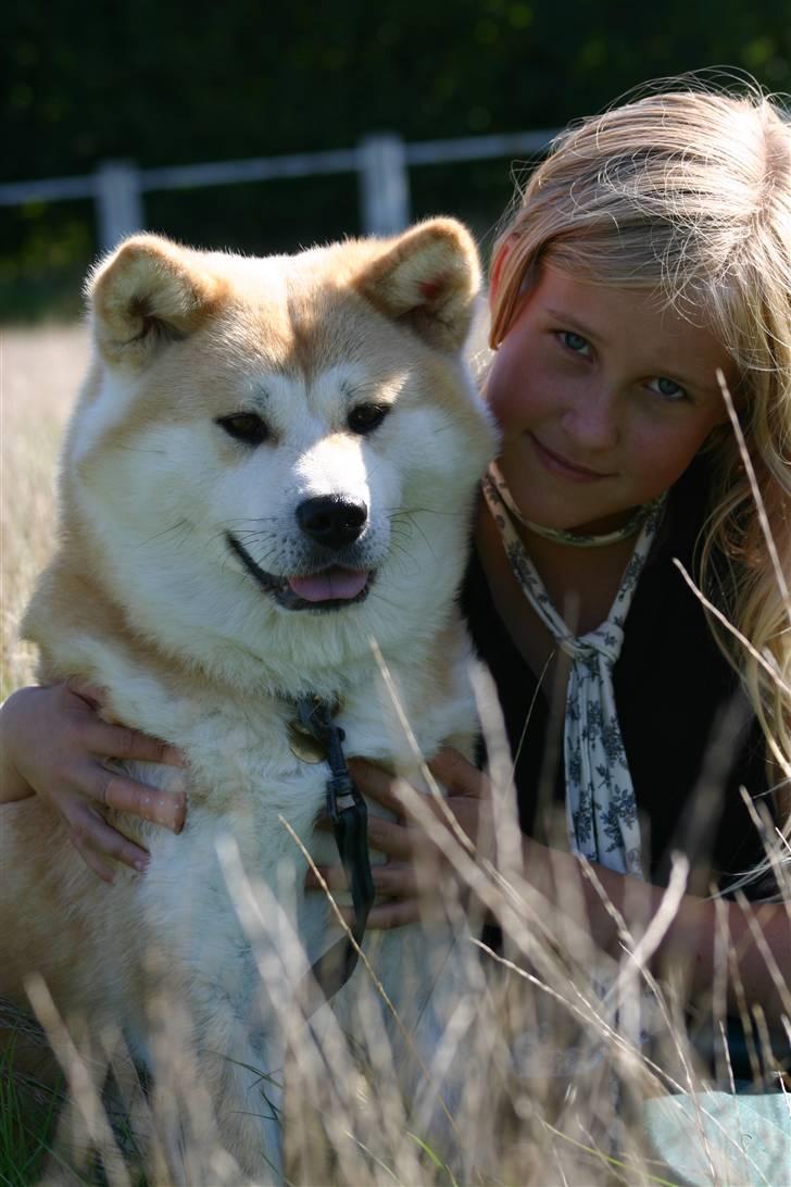 Akita inu Tattoi billede 7