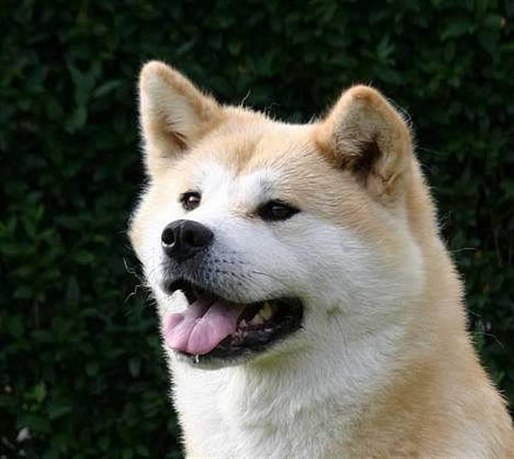 Akita inu Tattoi billede 8