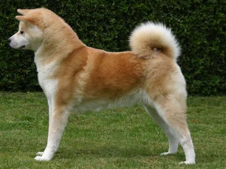 Akita inu Tattoi billede 9