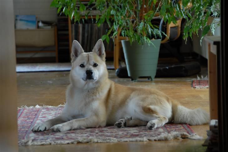 Norsk buhund Gimli -Mies egen bjergged - Åh ja, så lå man bare lige her og var lækker..   billede 10