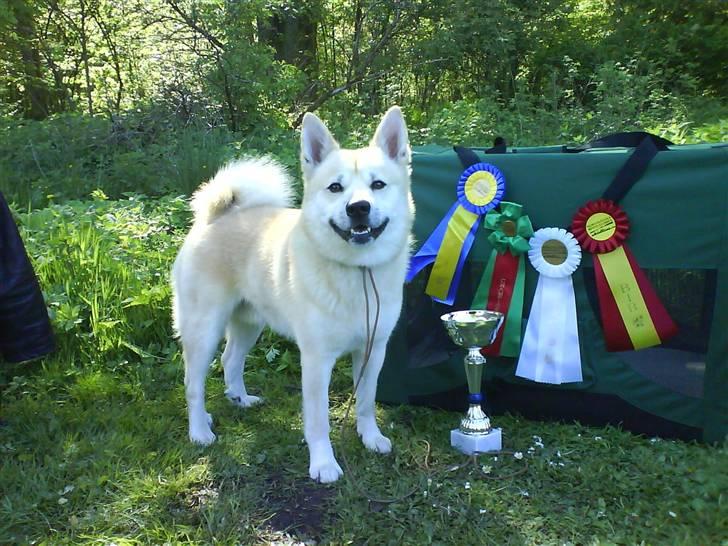 Norsk buhund Gimli -Mies egen bjergged - SMIL til fotografen :D Se lige alt det jeg vandt da jeg var i sverige.. Nøøj ;) billede 11