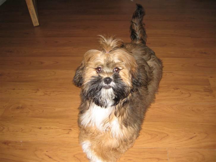 Lhasa apso Coco - årh mor sagde jeg skulle have en elastik i håret billede 11