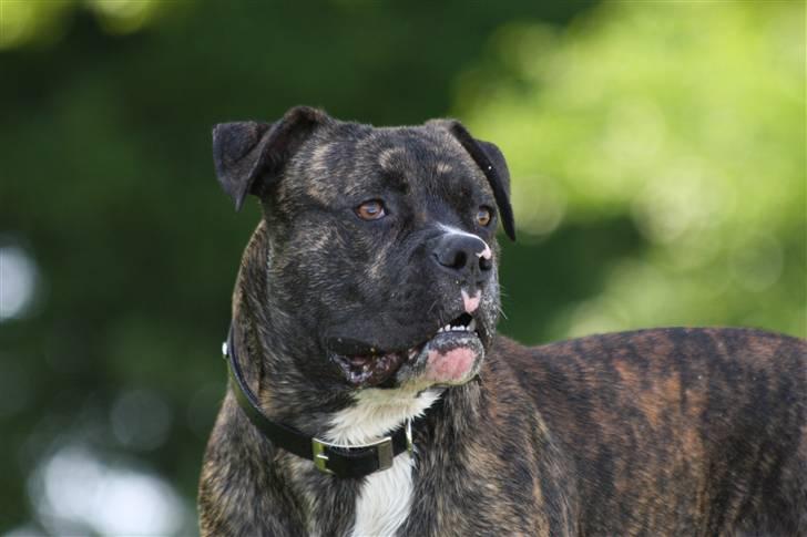 Blanding af racer CHARLIE billede 1