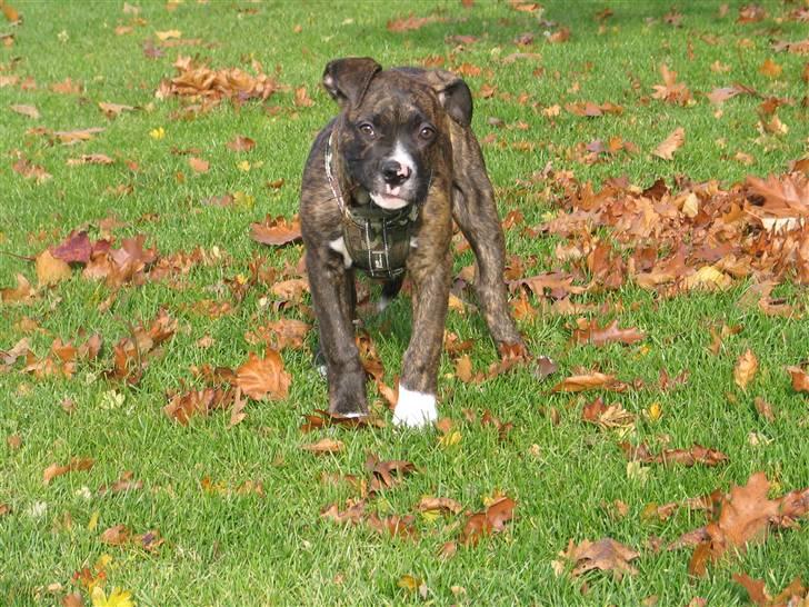 Blanding af racer CHARLIE billede 2