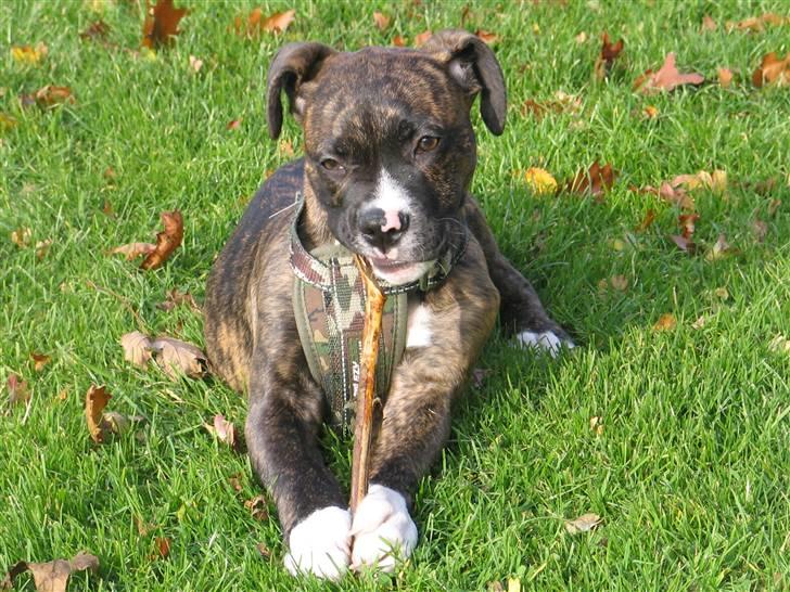 Blanding af racer CHARLIE billede 3