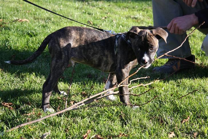 Blanding af racer CHARLIE billede 4