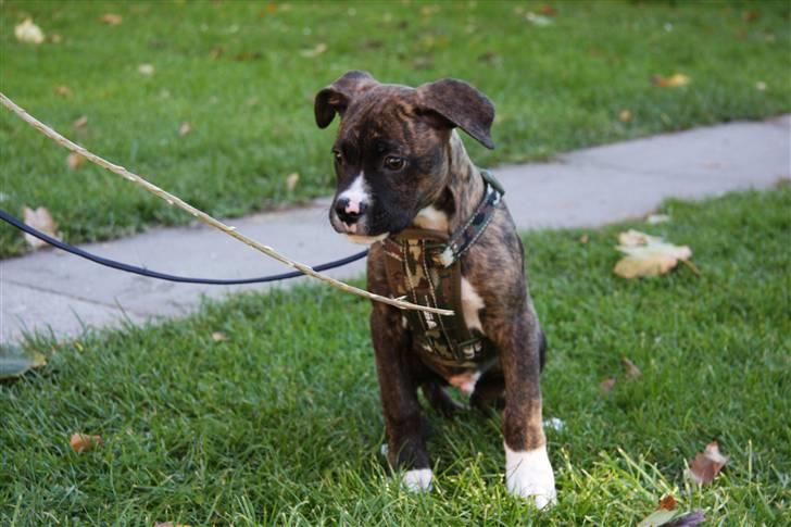 Blanding af racer CHARLIE billede 5