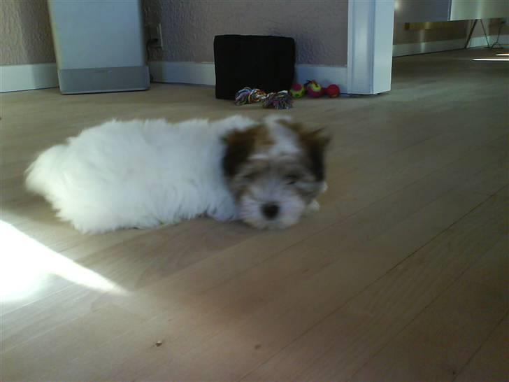 Coton de tulear balou billede 7