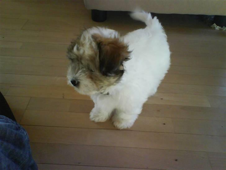 Coton de tulear balou billede 8