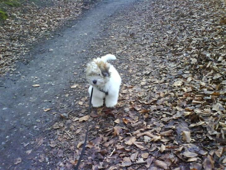 Coton de tulear balou - første tur i skoven.. det vra sjovt billede 9