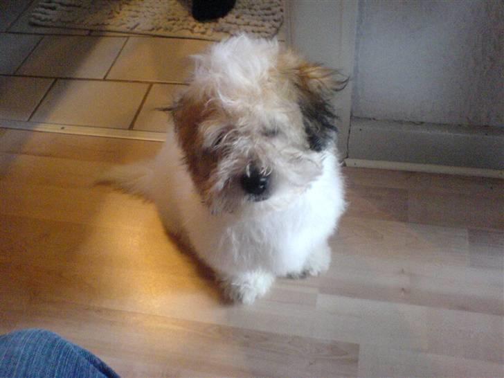 Coton de tulear balou - lige værte i bad. og blev føntørt billede 10