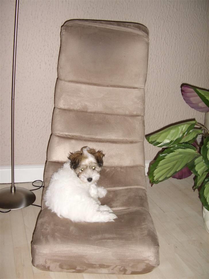 Coton de tulear balou - jeg tog lige stolen i stuen.. hehe billede 11