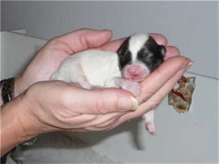 Coton de tulear balou - så lille var jeg da jeg blev født.. jeg var faktis dømt til at dø.. men da jeg var 7uger var jeg stører end mine søskene.. :) billede 12