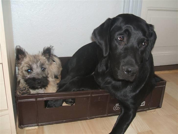 Labrador retriever Fifi Sunshine Anja Anna - Vi kan SAGTENS være to i denne her kasse! billede 16