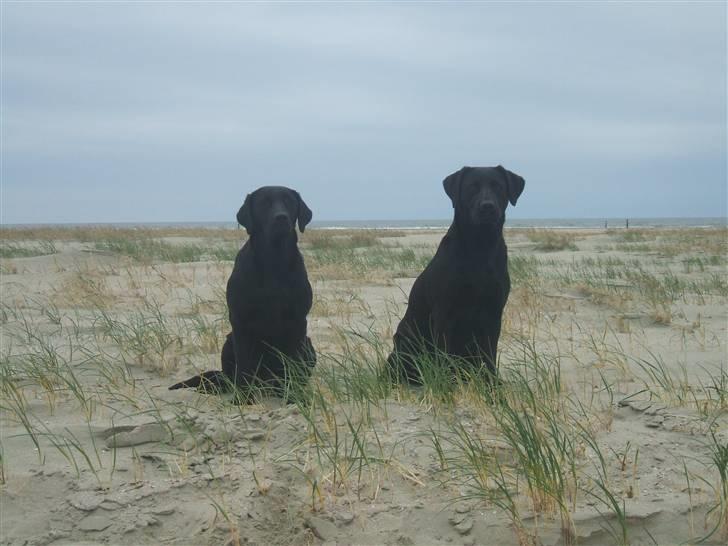 Labrador retriever Fifi Sunshine Anja Anna - På Rømø med mor billede 17