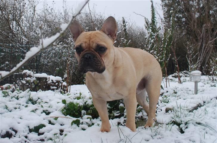 Fransk bulldog Milo billede 11