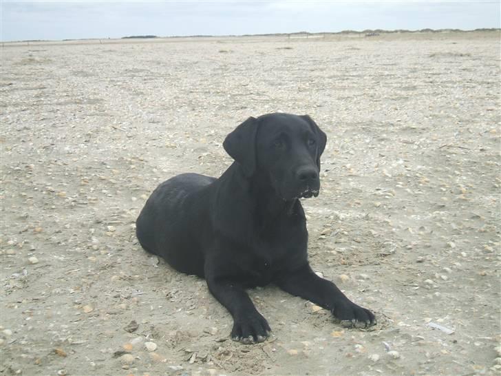 Labrador retriever Fifi Sunshine Anja Anna - Afslapning i sandet billede 18