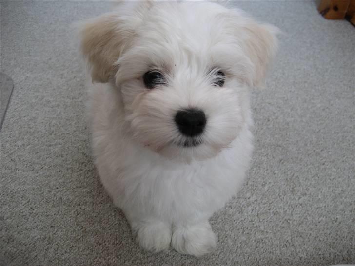 Bichon havanais Bailey <3 - Bailey venter på en godbid <3 billede 2