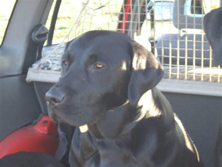 Labrador retriever Fifi Sunshine Anja Anna billede 20