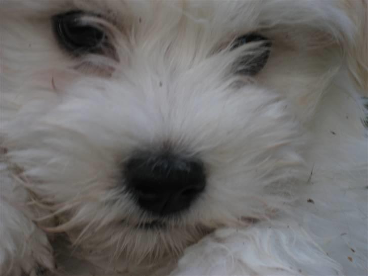 Bichon havanais Bailey <3 - Delige Bailey <3 billede 3