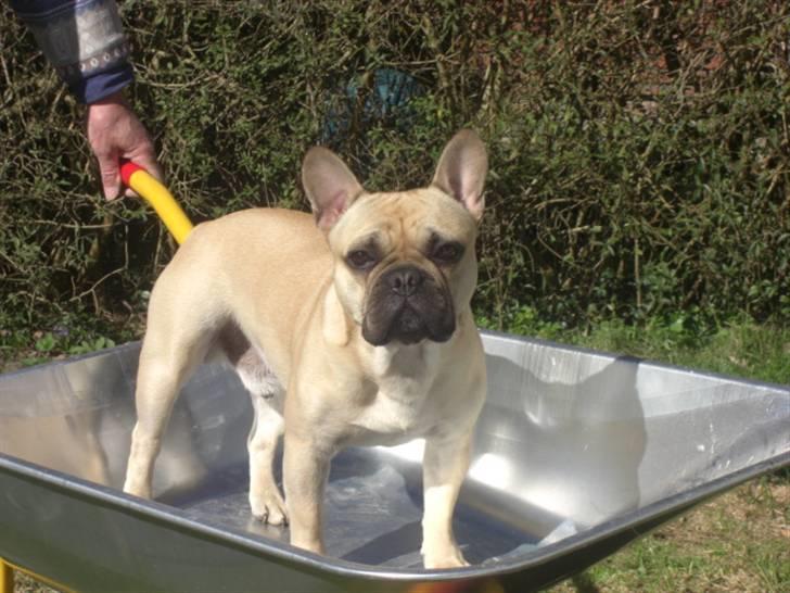 Fransk bulldog Milo - På trillebørtur :) billede 12