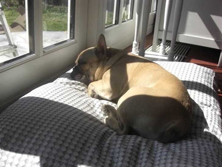 Fransk bulldog Milo - Yndlingspladsen i solen billede 13