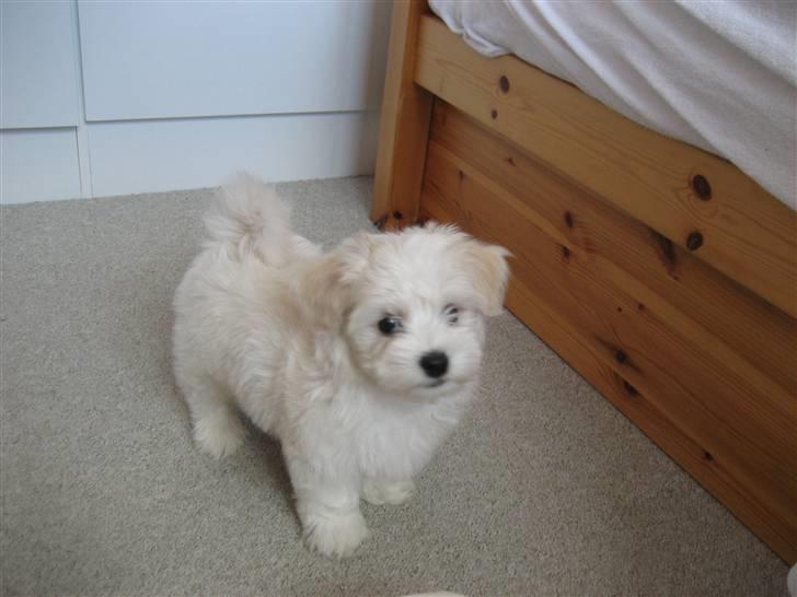 Bichon havanais Bailey <3 - Bailey <3 billede 4