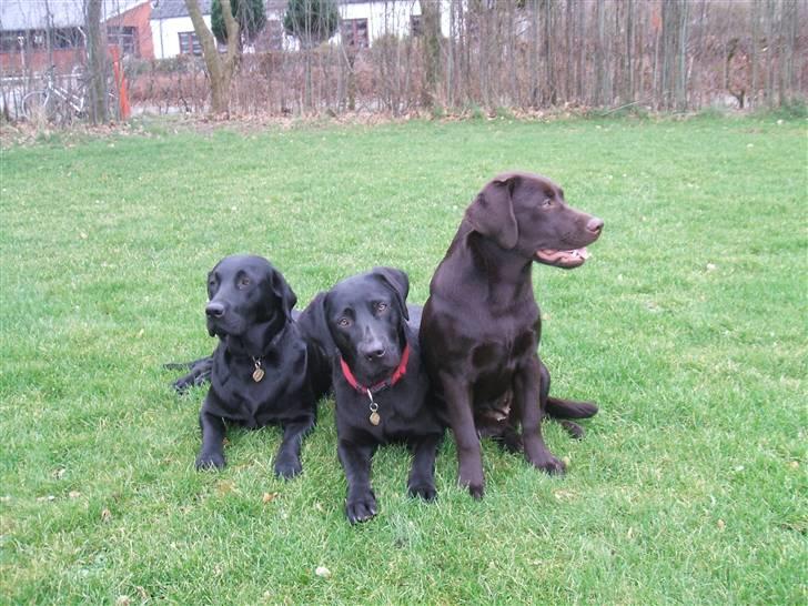 Labrador retriever Chili Sunborn FIFI billede 20