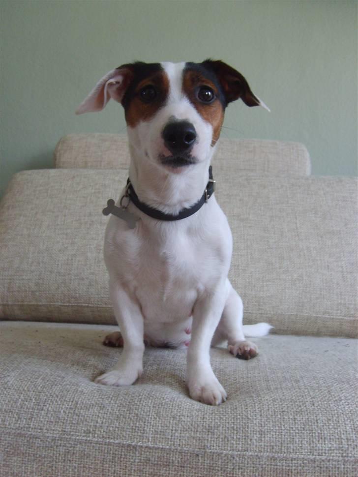 Jack russell terrier <3 sally <3 billede 10